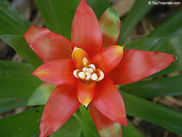 گازمانیا وِلا